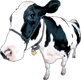 A COW