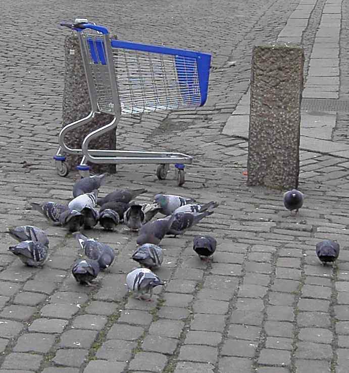 birds