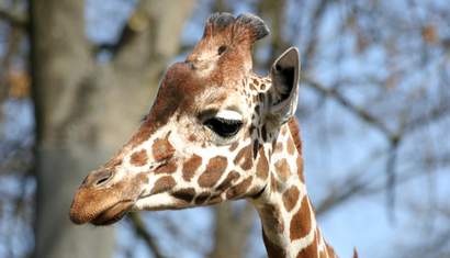 Giraffe